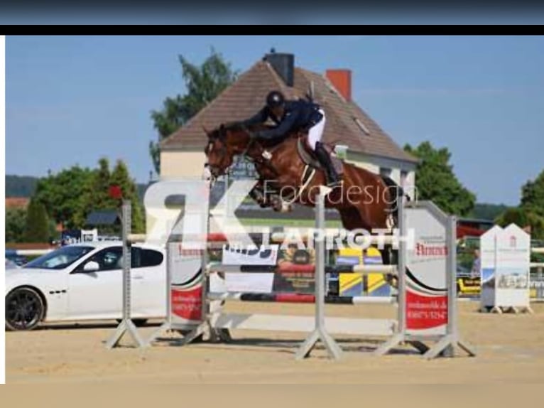 Holsteiner Merrie 9 Jaar 170 cm Bruin in Hardegsen