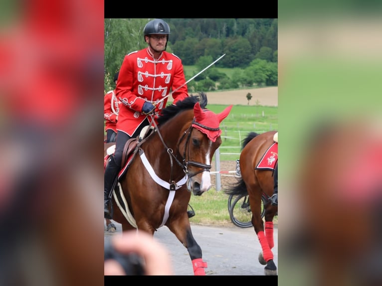 Holsteiner Merrie 9 Jaar 170 cm Bruin in Hardegsen