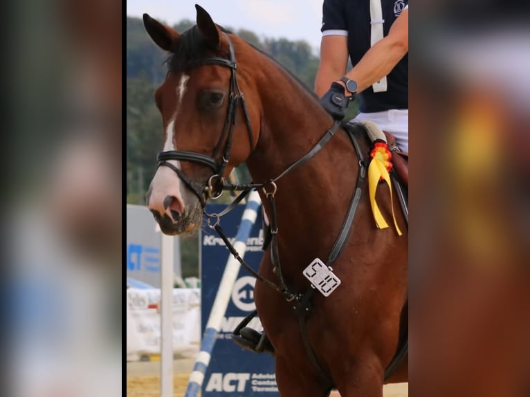 Holsteiner Merrie 9 Jaar 170 cm Bruin in Hardegsen