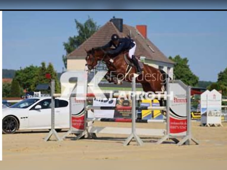 Holsteiner Merrie 9 Jaar 170 cm Bruin in Hardegsen