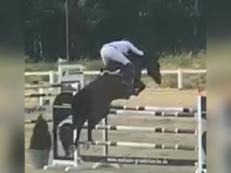 Holsteiner Merrie 9 Jaar 170 cm Bruin in Hardegsen