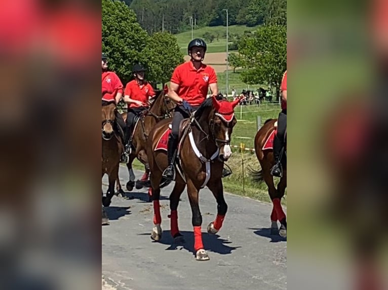 Holsteiner Merrie 9 Jaar 170 cm Bruin in Hardegsen