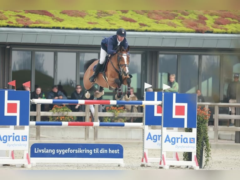 Holsteiner Merrie 9 Jaar 170 cm Bruin in Kjellerup