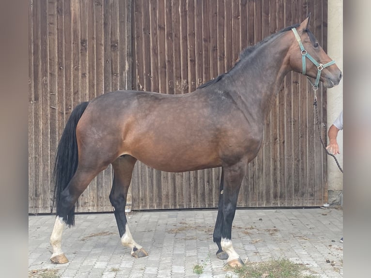 Holsteiner Merrie 9 Jaar 170 cm Donkerbruin in Traunreut