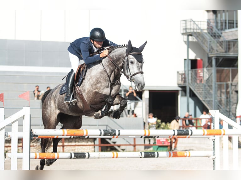 Holsteiner Merrie 9 Jaar 170 cm Schimmel in Santarém