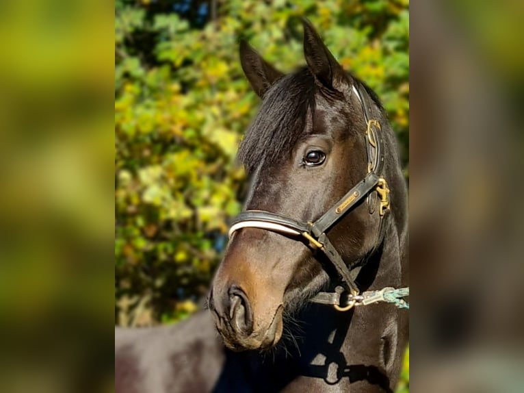 Holsteiner Merrie 9 Jaar 170 cm Zwartbruin in Heidgraben