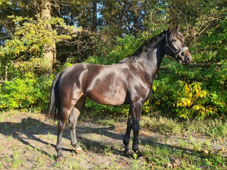 Holsteiner Merrie 9 Jaar 170 cm Zwartbruin in Heidgraben