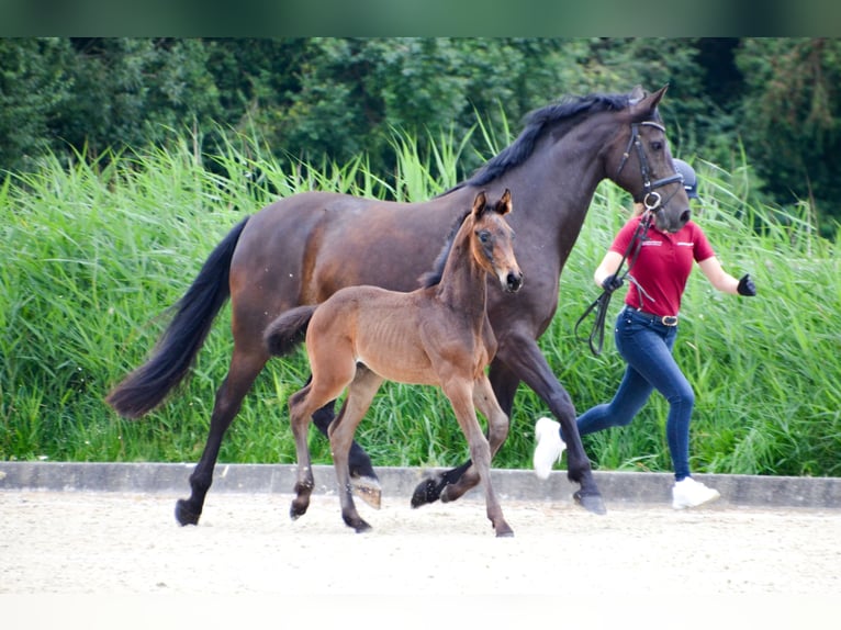 Holsteiner Merrie 9 Jaar 170 cm Zwartbruin in Heidgraben
