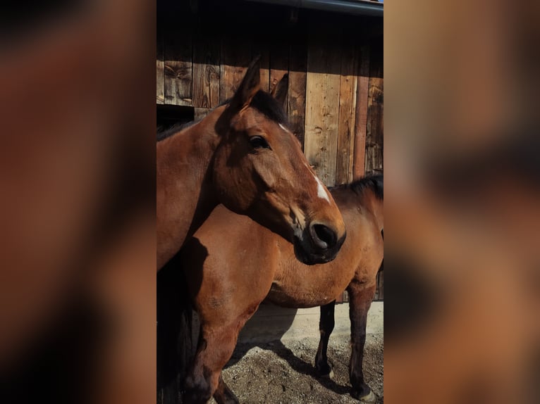 Holsteiner Merrie 9 Jaar 172 cm Bruin in Dornbirn