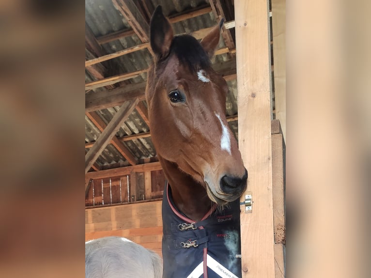 Holsteiner Merrie 9 Jaar 172 cm Bruin in Dornbirn