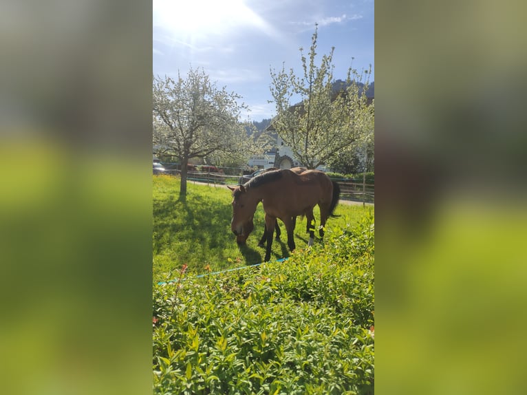 Holsteiner Merrie 9 Jaar 172 cm Bruin in Dornbirn