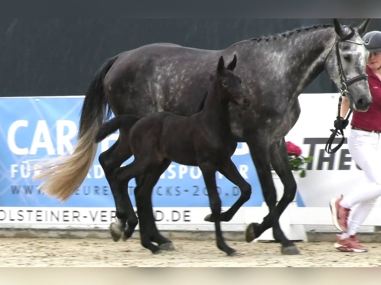 Holsteiner Merrie 9 Jaar 172 cm Schimmel in Wöhrden