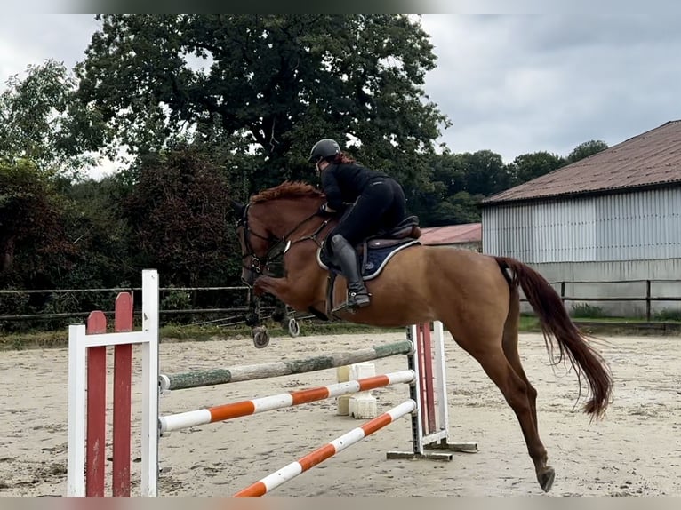 Holsteiner Merrie 9 Jaar 172 cm Vos in Gevelsberg