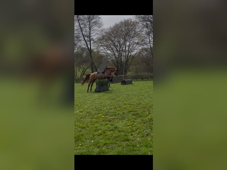 Holsteiner Merrie 9 Jaar 172 cm Vos in Gevelsberg
