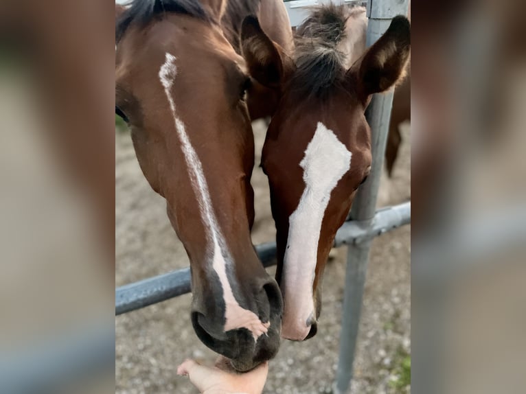 Holsteiner Merrie 9 Jaar 173 cm Bruin in Malterdingen