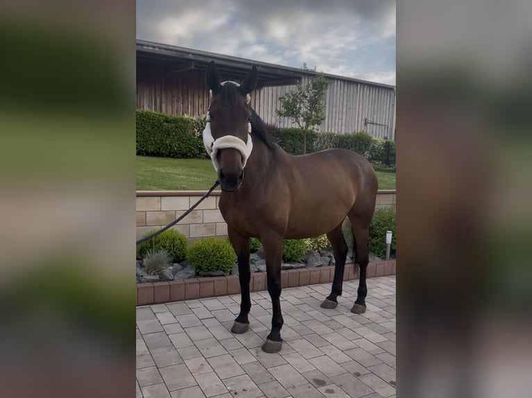 Holsteiner Merrie 9 Jaar 173 cm Bruin in Sangerhausen