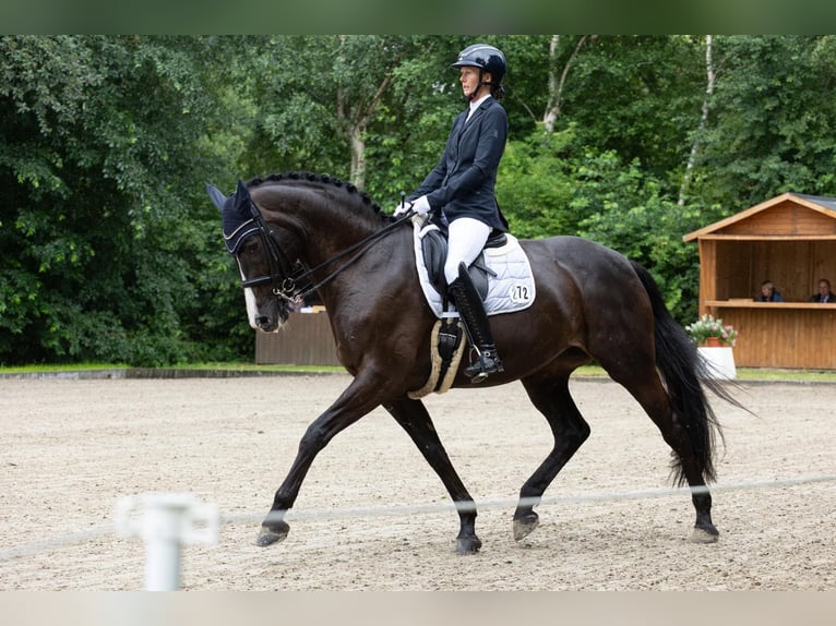 Holsteiner Merrie 9 Jaar 174 cm Zwartbruin in Tarp