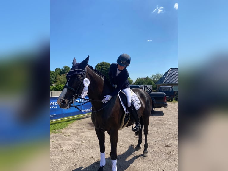 Holsteiner Merrie 9 Jaar 174 cm Zwartbruin in Tarp