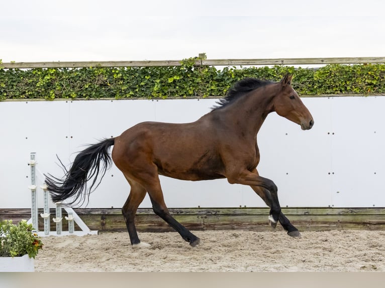 Holsteiner Merrie 9 Jaar 175 cm Donkerbruin in Waddinxveen