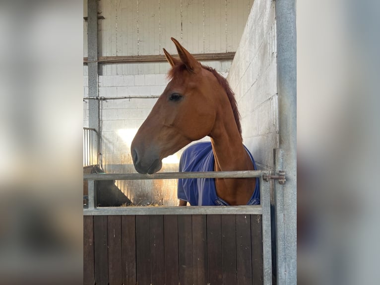 Holsteiner Merrie 9 Jaar 175 cm Vos in Senden