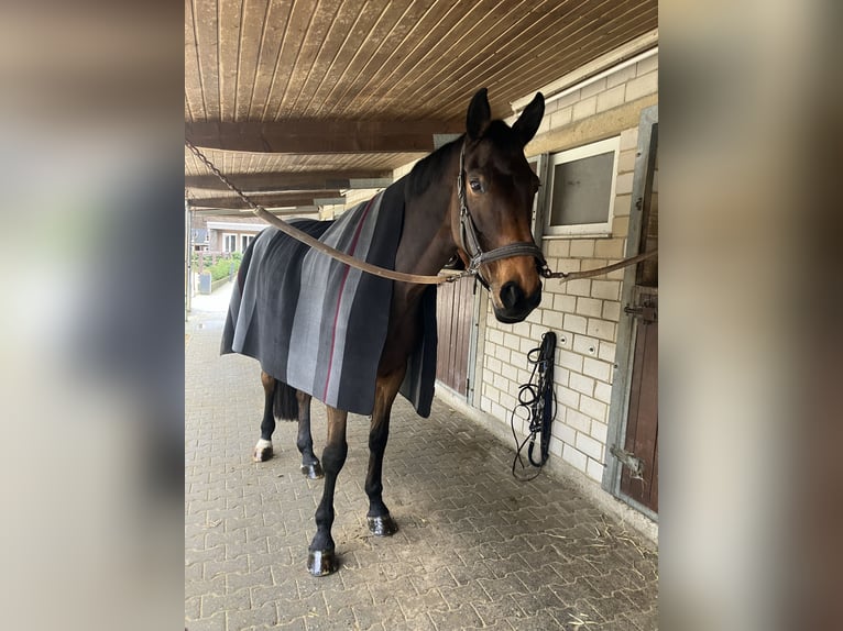 Holsteiner Merrie 9 Jaar 179 cm Donkerbruin in Brechen