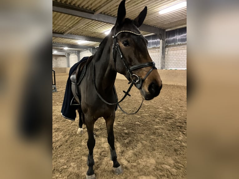 Holsteiner Merrie 9 Jaar 179 cm Donkerbruin in Brechen