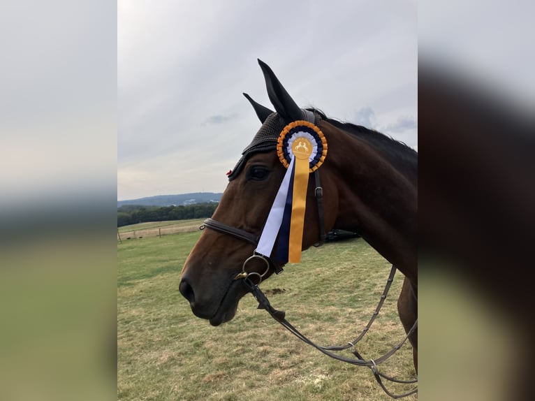 Holsteiner Merrie 9 Jaar 179 cm Donkerbruin in Brechen