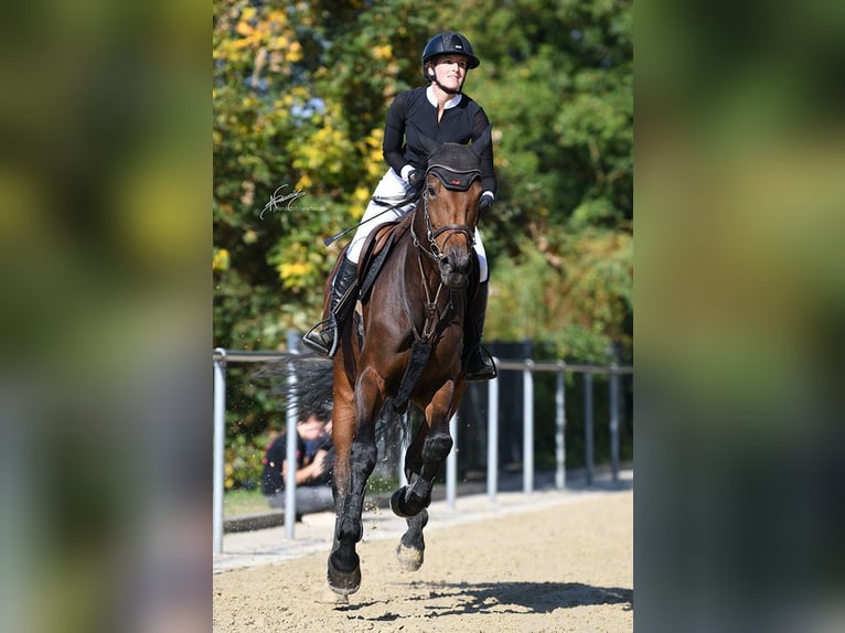 Holsteiner Merrie 9 Jaar 179 cm Donkerbruin in Brechen