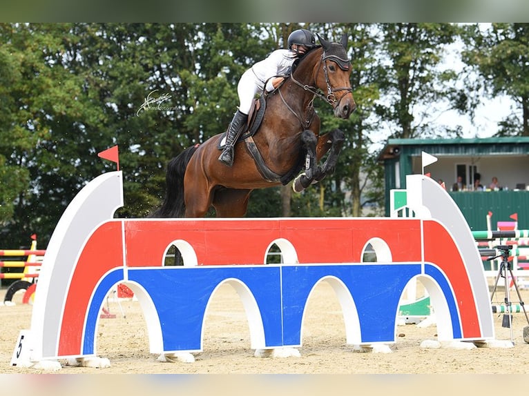 Holsteiner Merrie 9 Jaar 179 cm Donkerbruin in Brechen