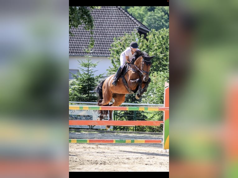 Holsteiner Merrie 9 Jaar 179 cm Donkerbruin in Brechen