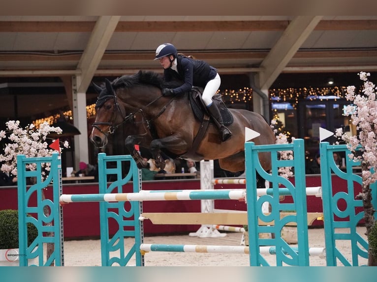 Holsteiner Merrie 9 Jaar 184 cm Bruin in Schmilau