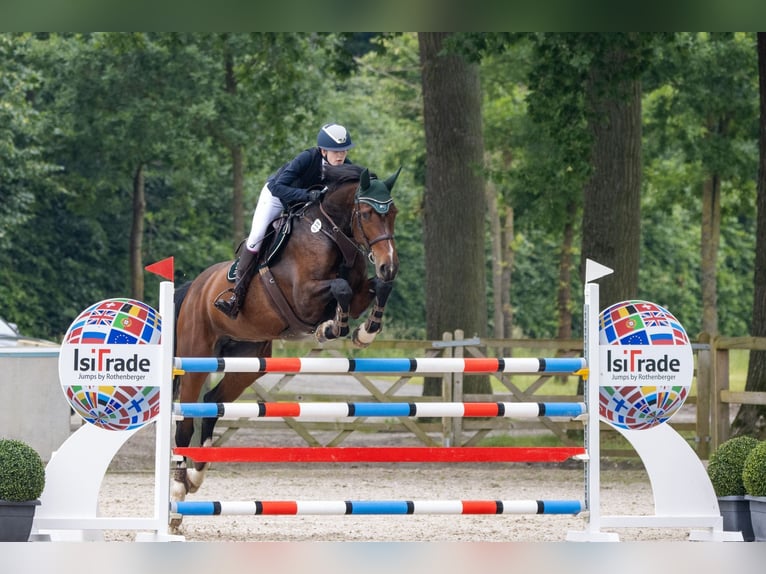 Holsteiner Merrie 9 Jaar 184 cm Bruin in Schmilau