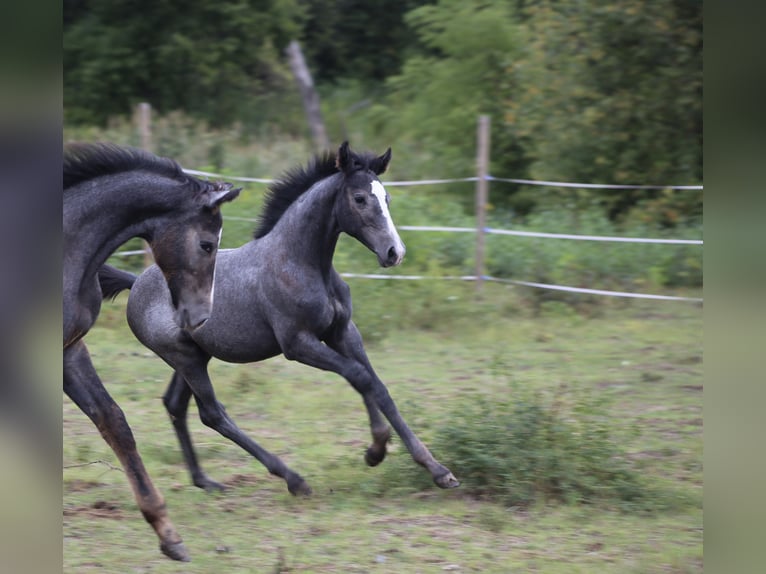 Holsteiner Merrie  167 cm Schimmel in Góra Kalwaria