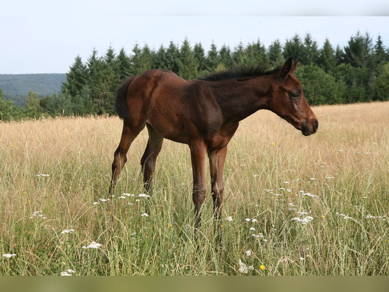 Holsteiner Merrie Veulen (05/2026) 168 cm Bruin in Meisburg