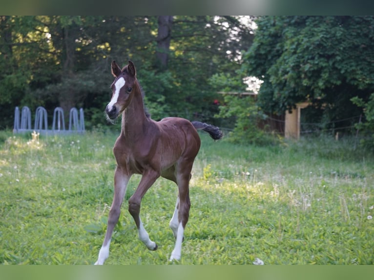 Holsteiner Merrie  168 cm Bruin in Klein pampau