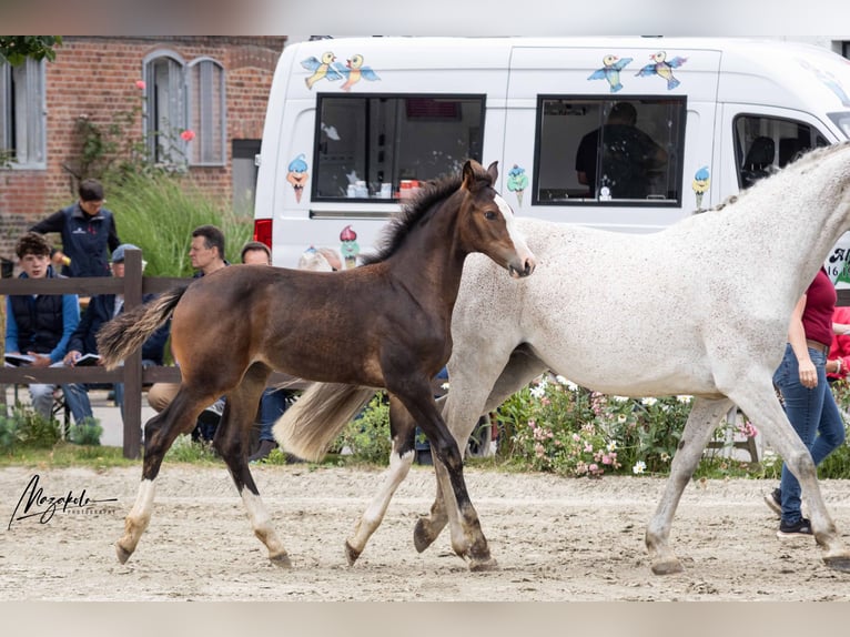 Holsteiner Merrie Veulen (03/2026) 168 cm Donkerbruin in Averlak