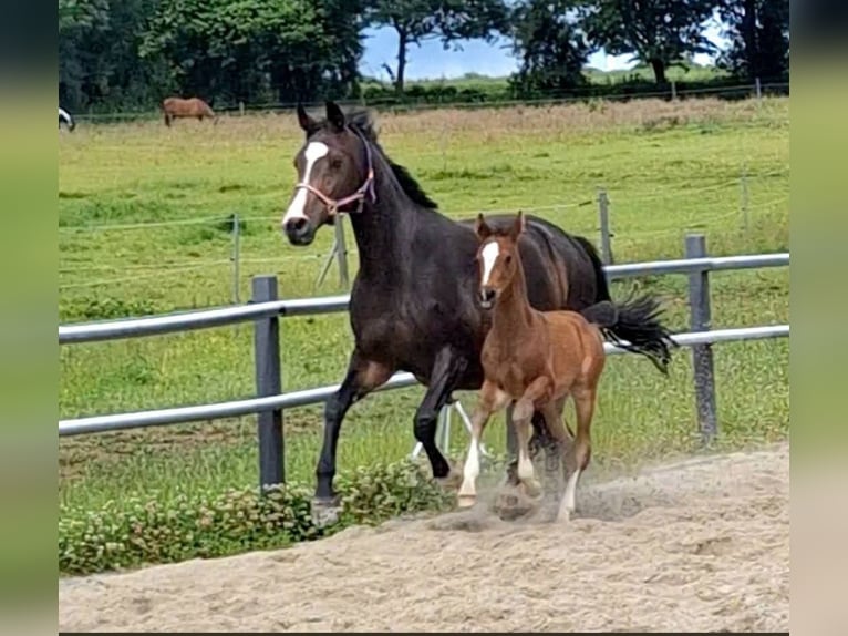 Holsteiner Merrie Veulen (05/2026) 170 cm Donkerbruin in Feldhorst