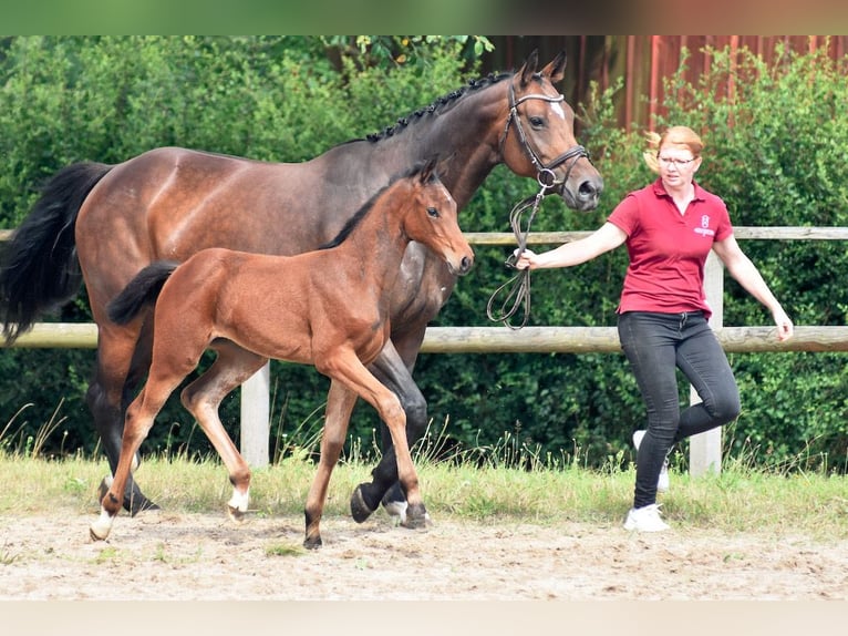 Holsteiner Merrie veulen (05/2024) 170 cm Donkerbruin in Basthorst