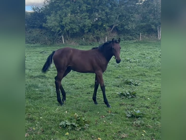 Holsteiner Merrie Veulen (05/2026) 170 cm Donkerbruin in Leezen