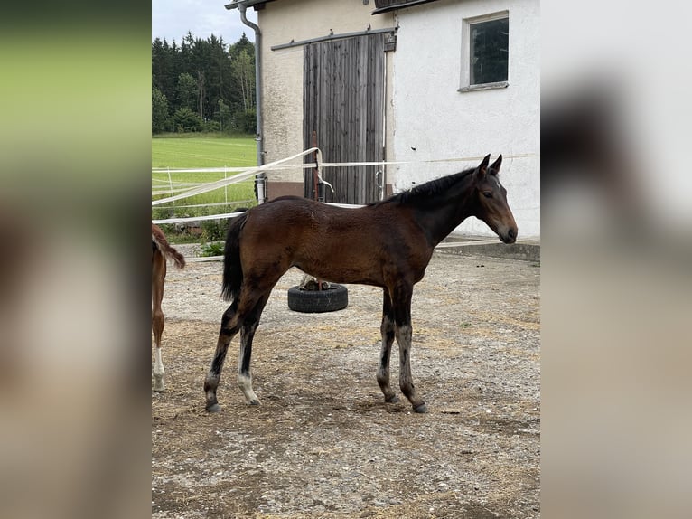 Holsteiner Merrie Veulen (03/2025) 172 cm Bruin in M&#xFC;nsingen