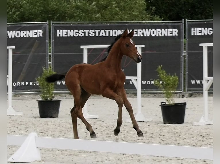Holsteiner Merrie Veulen (06/2025) Bruin in Calau