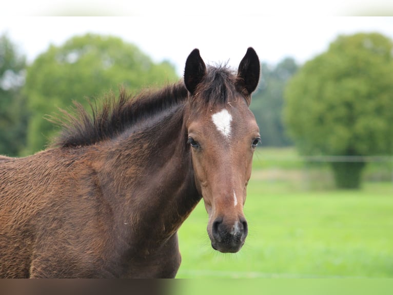 Holsteiner Merrie Veulen (03/2025) Bruin in Kayhude