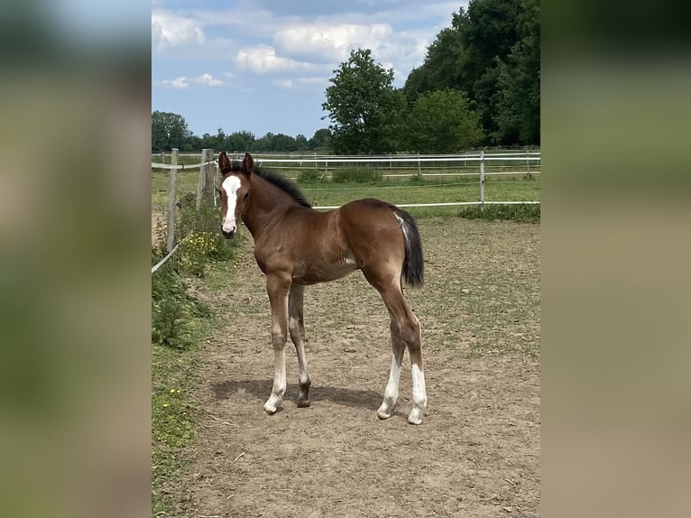 Holsteiner Merrie  Bruin in Bocholt