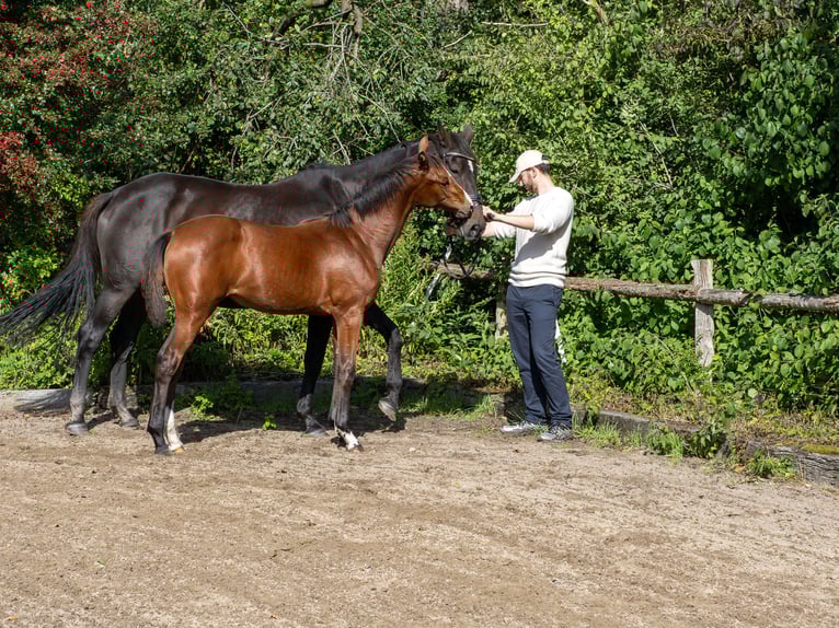 Holsteiner Merrie Veulen (04/2025) Bruin in Brekendorf