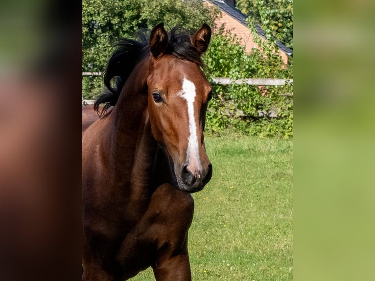 Holsteiner Merrie Veulen (04/2025) Bruin in Brekendorf