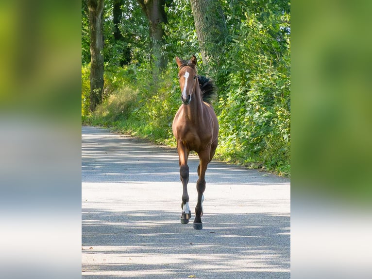Holsteiner Merrie Veulen (04/2025) Bruin in Brekendorf
