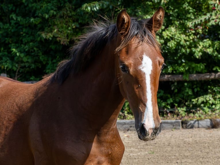 Holsteiner Merrie Veulen (04/2025) Bruin in Brekendorf