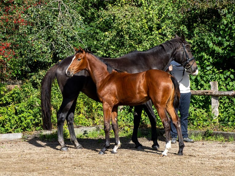 Holsteiner Merrie Veulen (04/2025) Bruin in Brekendorf