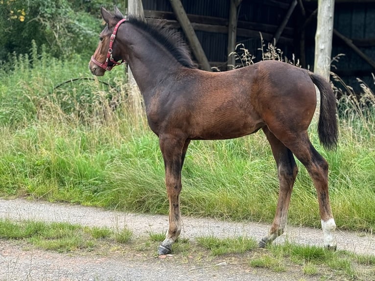 Holsteiner Merrie veulen (04/2024) Bruin in Lüdersburg