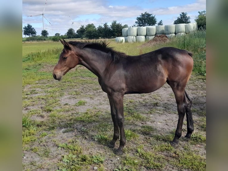 Holsteiner Merrie  Bruin in Ladelund